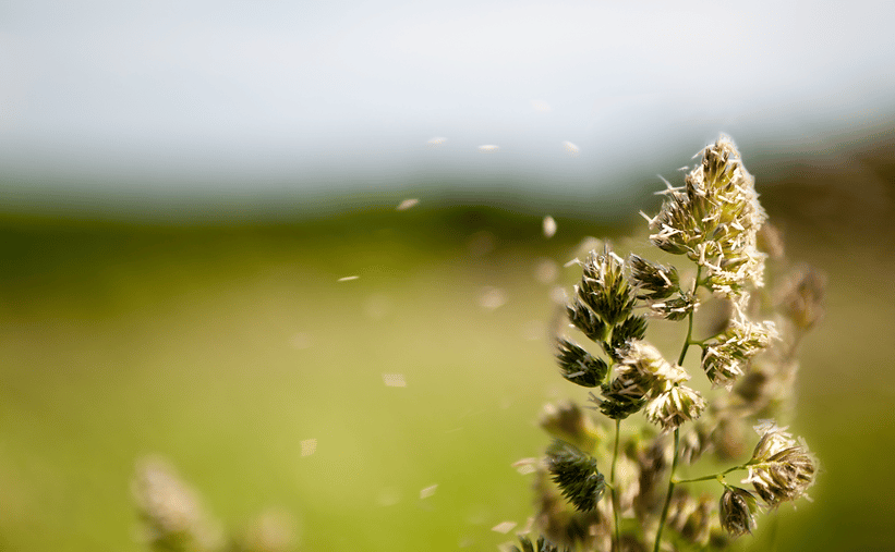 Flowery field releasing pollen into the air